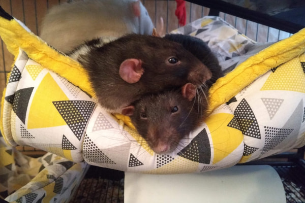 Atreyu and Doran resting on top of each other on a hammock