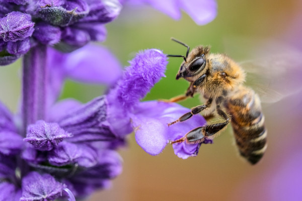 bee on purple flower